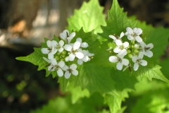 Flowers-of-Garlic-Mustard