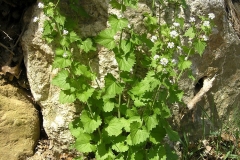 Garlic-Mustard-Plant