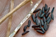 Garlic-Mustard-Seeds