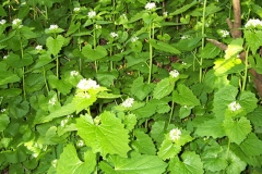 Garlic-Mustard-plant-growing-wild
