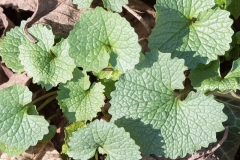 Leaves-of-Garlic-Mustard