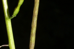 Mature-fruit-of-Garlic-Mustard