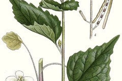 Plant-illustration-of-Garlic-Mustard