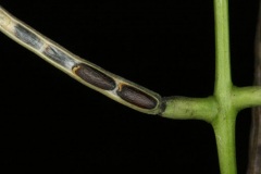 Seed-of-Garlic-Mustard-on-the-plant