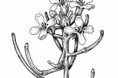 Sketch-of-Garlic-Mustard