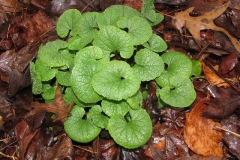 Small-Garlic-Mustard-Plant