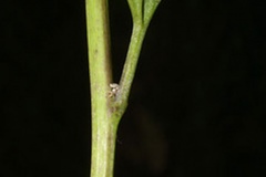 Stem-of-Garlic-Mustard