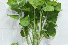 Whole-Garlic-Mustard-Plant