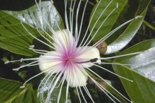Garlic-pear-flower
