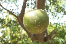 Garlic-pear-fruit