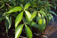 Garlic-pear-leaves