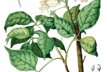 Garlic-pear-plant-illustration