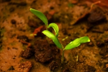 Garlic-pear-seedlings