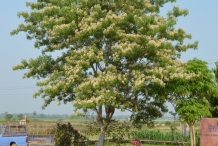 Garlic-pear-tree