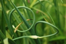 Garlic-scapes-6