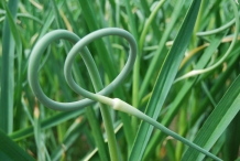 Garlic-scapes-1