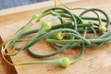 Garlic-scapes-2