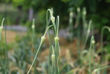 Garlic-scapes-4