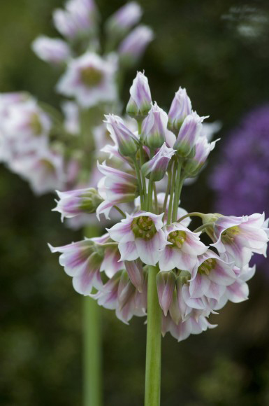 Close-up-flower-of-Garlic