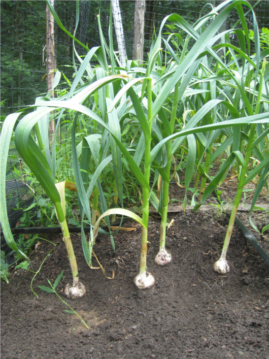 Garlic-plant