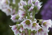 Close-up-flower-of-Garlic