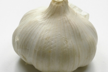 Garlic-bulb