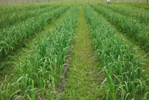 Garlic-farm