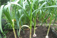 Garlic-plant