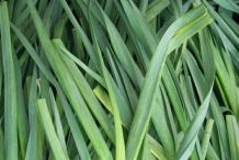 Leaves-of-Garlic