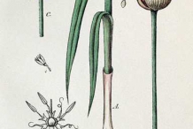 Plant-illustration-of-Garlic