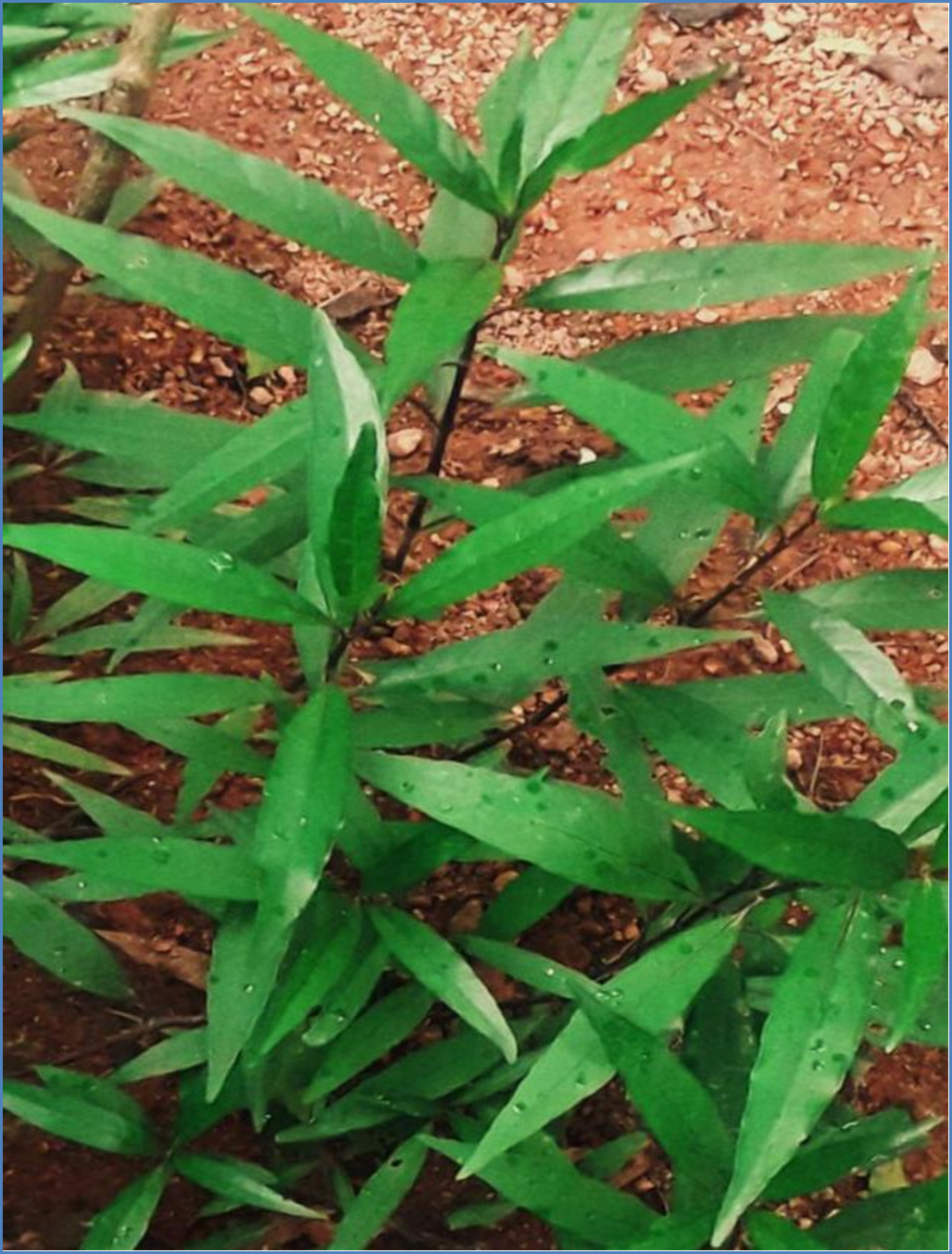 Gendarussa-Plant