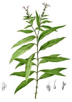 Plant-Illustration-of-Gendarussa
