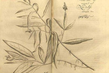 Sketch-of-Gendarussa