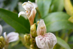 Flowers-of-Gendarussa