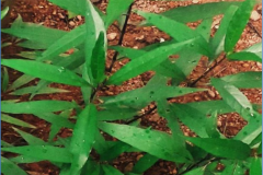 Gendarussa-Plant