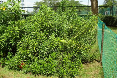 Gendarussa-plant-growing-wild