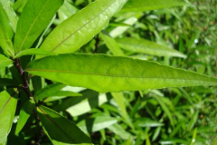 Leaves-of-Gendarussa