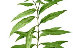 Plant-Illustration-of-Gendarussa
