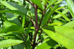 Stem-of-Gendarussa