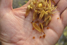 Dried-Flowers-of-Gentian-plant