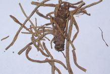Dried-root-of-Gentian-plant