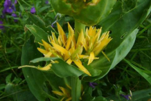 Gentian-Flower