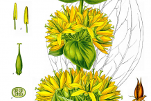 Gentian-Plant-Illustration