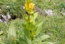 Gentian-Plant