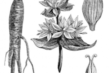 Gentian-plant-sketch