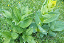Leaves-of-Gentian-plant