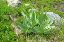 Small-Gentian-plant
