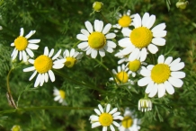 German-Chamomile-flowers
