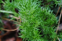 German-Chamomile-leaves