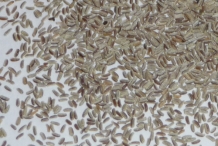 German-Chamomile-seeds